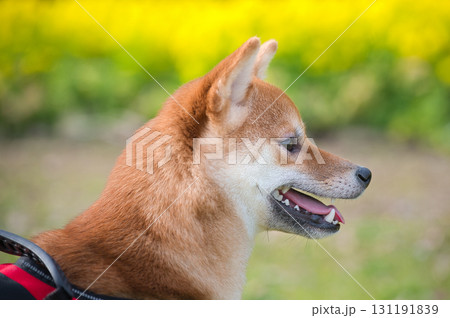 柴犬と春の菜の花景色 / Shiba Inu in Spring Canola Field 柴犬と春の菜の花景色 / Shiba Inu in Spring Canola Field 131191839