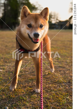 柔らかな日差しを浴びる柴犬 / Shiba Inu in Gentle Sunlight 131191844