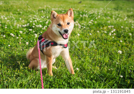 自然に溶け込む柴犬の喜び / Shiba Inu Joy Blending with Nature 131191845