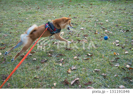 ボールを追う柴犬の疾走 / Shiba Inu Dashing After a Ball ボールを追う柴犬の疾走 / Shiba Inu Dashing After a Ball 131191846