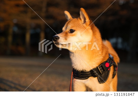 黄金の光に輝く柴犬 / Shiba Inu Illuminated by Golden Light 131191847