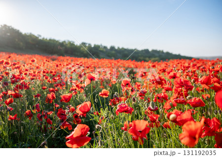Red poppy field with blue sky and green grass. 131192035