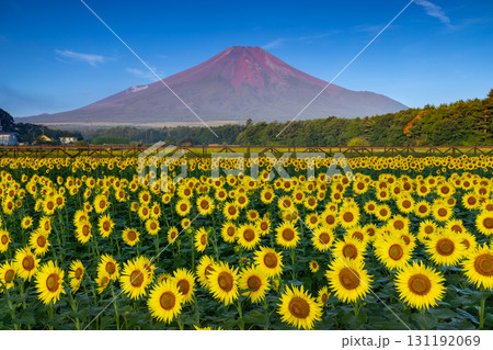 山梨県南都留郡山中湖村山中　花の都公園の満開のひまわり畑と朝陽を受ける赤富士と青空 131192069