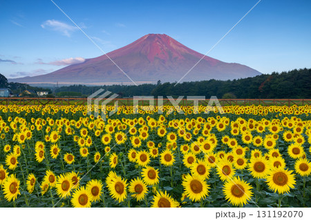 山梨県南都留郡山中湖村山中 花の都公園の満開のひまわり畑と朝陽を受ける赤富士と青空 山梨県南都留郡山中湖村山中 花の都公園の満開のひまわり畑と朝陽を受ける赤富士と青空 131192070