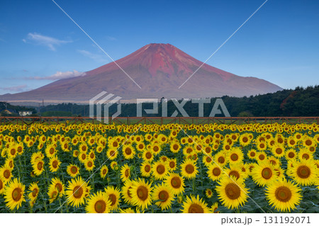 山梨県南都留郡山中湖村山中 花の都公園の満開のひまわり畑と朝陽を受ける赤富士と青空 山梨県南都留郡山中湖村山中 花の都公園の満開のひまわり畑と朝陽を受ける赤富士と青空 131192071