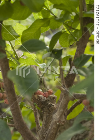 セイヨウマユミ 131192121