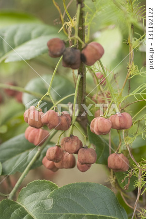 セイヨウマユミ 131192122