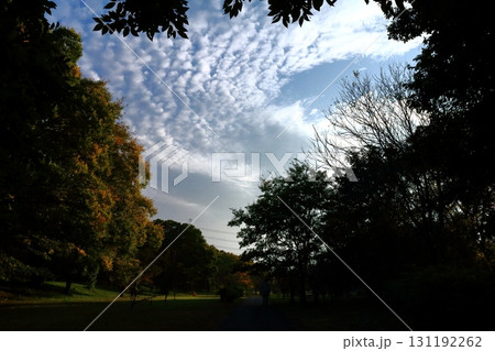 木々の隙間から見える綺麗な秋空 131192262