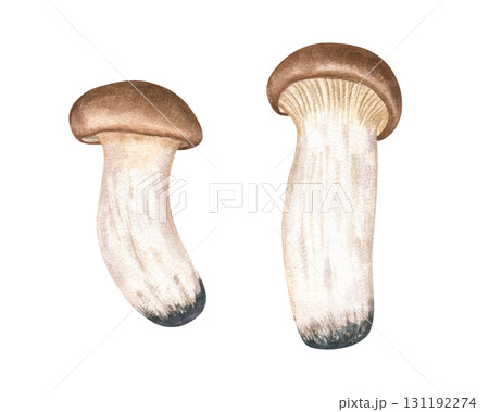 King oyster mushrooms watercolor illustration clip art on isolated background. Hand painted East Asian edible trumpet eryngii for culinary blogs, vegan recipes, organic food packaging. 131192274