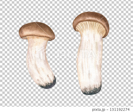 King oyster mushrooms watercolor illustration clip art on isolated background. Hand painted East Asian edible trumpet eryngii for culinary blogs, vegan recipes, organic food packaging. King oyster mushrooms watercolor illustration clip art on isolated background. Hand painted East Asian edible trumpet eryngii for culinary blogs, vegan recipes, organic food packaging. 131192274