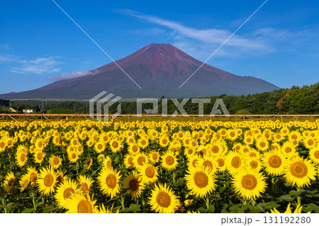 山梨県南都留郡山中湖村山中　花の都公園の満開のひまわり畑と青空の富士山 131192280