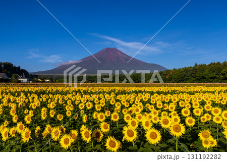 山梨県南都留郡山中湖村山中 花の都公園の満開のひまわり畑と青空の富士山 山梨県南都留郡山中湖村山中 花の都公園の満開のひまわり畑と青空の富士山 131192282
