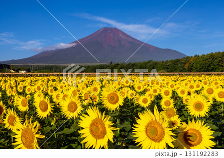 山梨県南都留郡山中湖村山中　花の都公園の満開のひまわり畑と青空の富士山 131192283