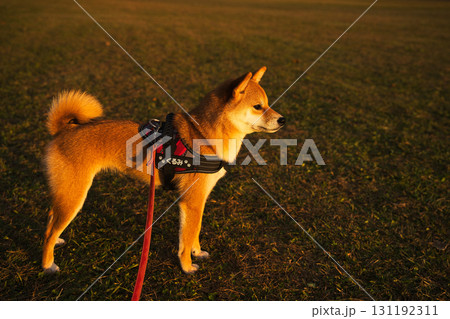 柔らかな夕陽に照らされる柴犬 / Shiba Inu Sunset 柔らかな夕陽に照らされる柴犬 / Shiba Inu Sunset 131192311