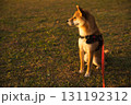 夕陽を見つめる柴犬 / Shiba Inu Gazing at the Sunset 131192312