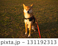 まぶしい光に目を細める柴犬 / Squinting Shiba Inu 131192313
