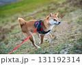 坂道を駆け上がる柴犬 / Shiba Inu Charging Uphill 131192314