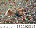 おち葉の絨毯を駆ける柴犬 / Shiba Inu Running on Leaf Carpet 131192315