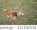 口元におもちゃをくわえた柴犬 / Shiba Inu with Toy in Mouth 131192316