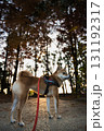 秋の林間を行く柴犬の横顔 / Shiba Inu in Autumn Woods 131192317
