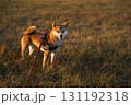 干し草色のフィールドで見つめる柴犬 / Shiba Inu in Dry Grass Field 131192318