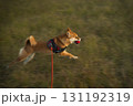 赤いボールをくわえて駆け抜ける柴犬 / Shiba Inu with Red Ball 131192319