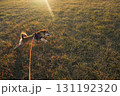 夕陽の光線を駆け抜ける柴犬 / Shiba Inu in Sunset Rays 131192320