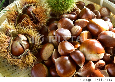 栗の実 131192443