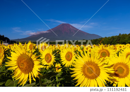 山梨県南都留郡山中湖村山中　花の都公園の満開のひまわり畑ヒマワリクローズアップと青空の富士山 131192481