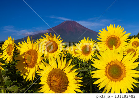 山梨県南都留郡山中湖村山中 花の都公園の満開のひまわり畑ヒマワリクローズアップと青空の富士山 山梨県南都留郡山中湖村山中 花の都公園の満開のひまわり畑ヒマワリクローズアップと青空の富士山 131192482