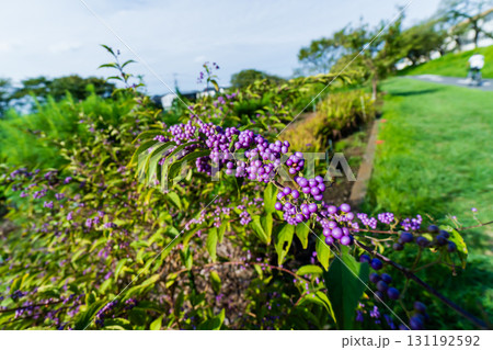 ムラサキシキブ 131192592