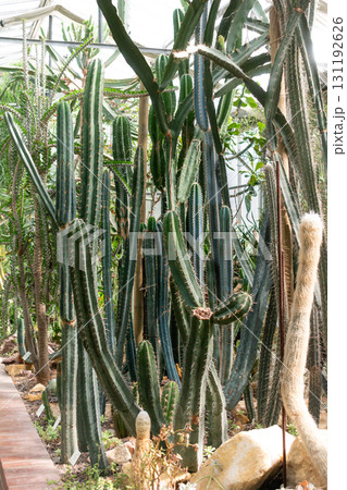 Cactus in a greenhouse in a botanical garden Cactus in a greenhouse in a botanical garden 131192626