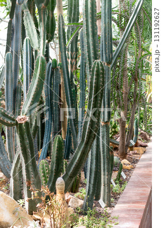 Cactus in a greenhouse in a botanical garden Cactus in a greenhouse in a botanical garden 131192627