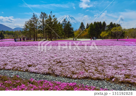 山梨県富士河口湖町本栖の芝桜と富士山 山梨県富士河口湖町本栖の芝桜と富士山 131192828