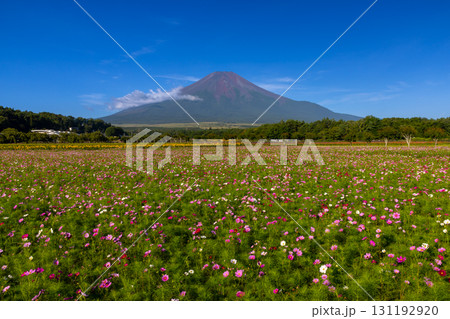 山梨県南都留郡山中湖村山中　花の都公園のコスモス畑と後ろにそびえる富士山 131192920