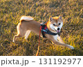 笑顔ではしゃぐ柴犬の瞬間 / Joyful Shiba Inu in Motion 131192977