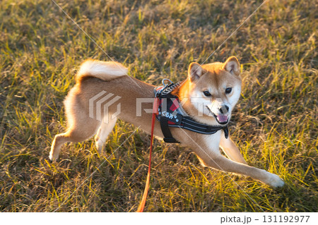 笑顔ではしゃぐ柴犬の瞬間 / Joyful Shiba Inu in Motion 131192977