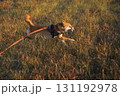 夕陽に照らされる柴犬のエネルギー / Shiba Inu in Sunset Glow 131192978