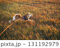 黄金の草原を翔る柴犬 / Shiba Inu in Golden Meadow 131192979