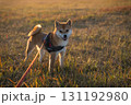 黄金の草原にたたずむ柴犬 / Shiba Inu in a Golden Meadow 131192980