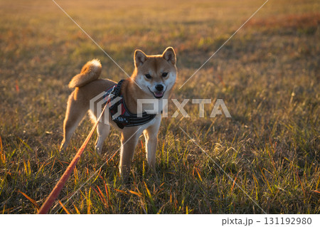 黄金の草原にたたずむ柴犬 / Shiba Inu in a Golden Meadow 131192980