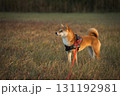静寂の中で佇む柴犬 / Shiba Inu Poised in Quietude 131192981