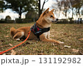 秋色の地面に伏せる柴犬 / Shiba Inu on Autumn-Hued Ground 131192982