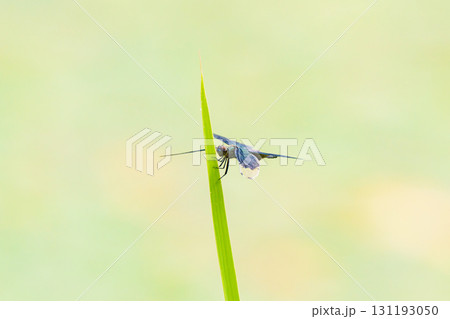 七色に光る羽のチョウトンボ 131193050