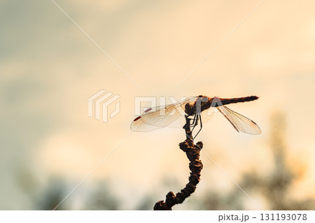 秋空と赤トンボ 131193078