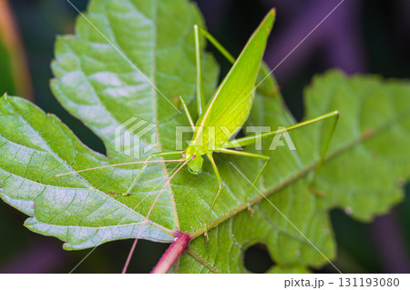 草むらに潜むツユムシ 131193080