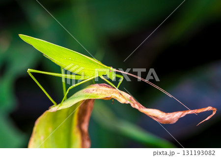 草むらに潜むツユムシ 131193082