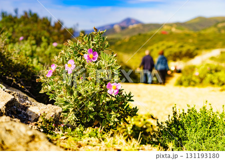 Flowers on nature and blurred people walking Flowers on nature and blurred people walking 131193180
