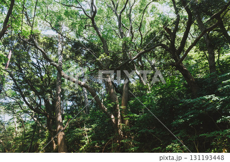 森に差し込む太陽の光、原生林、木漏れ日 131193448