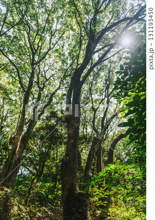 森に差し込む太陽の光、原生林、木漏れ日 131193450